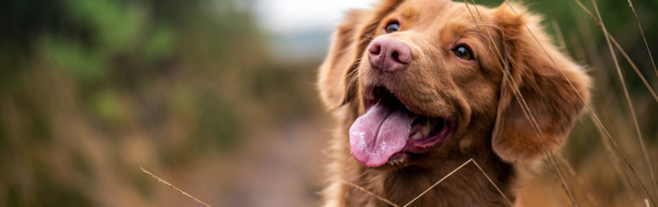 Cum alegi cadoul perfect pentru iubitorii de animale