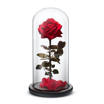 Trandafir criogenat roșu în cupolă